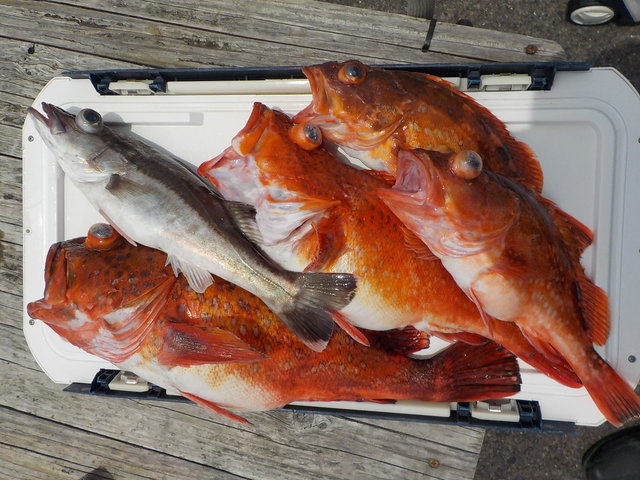 カンコ(ウッカリカサゴ)