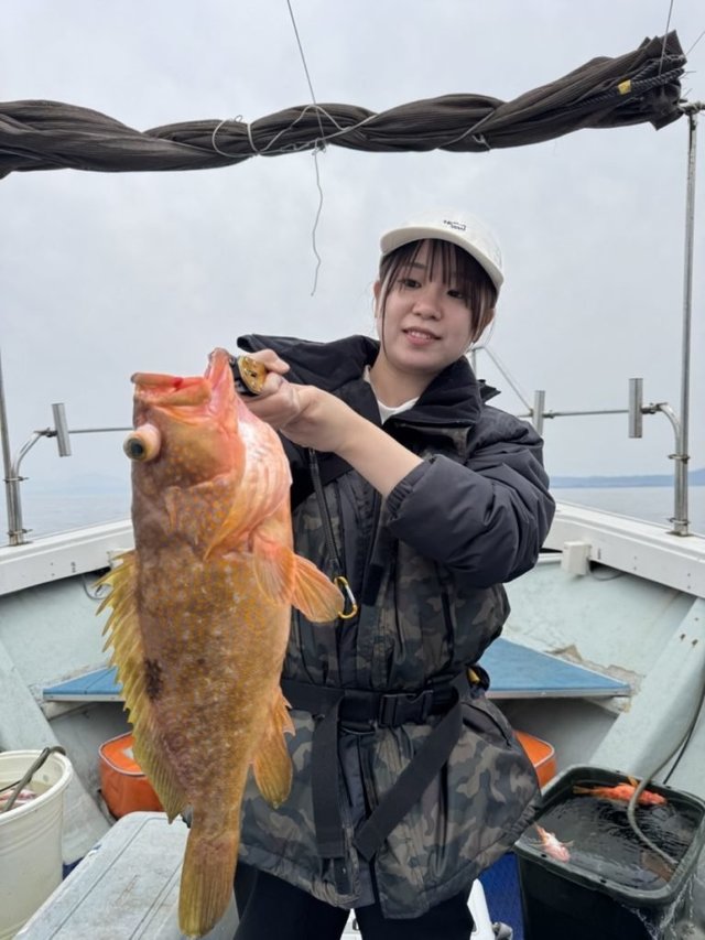 アコウ(キジハタ)