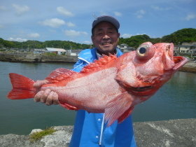 ベニアコウ(オオサガ)