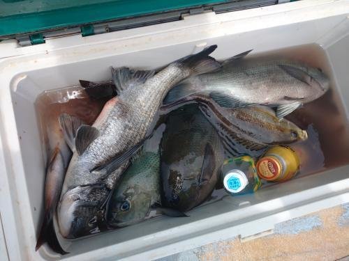 マダイ・クロダイ・メジナ