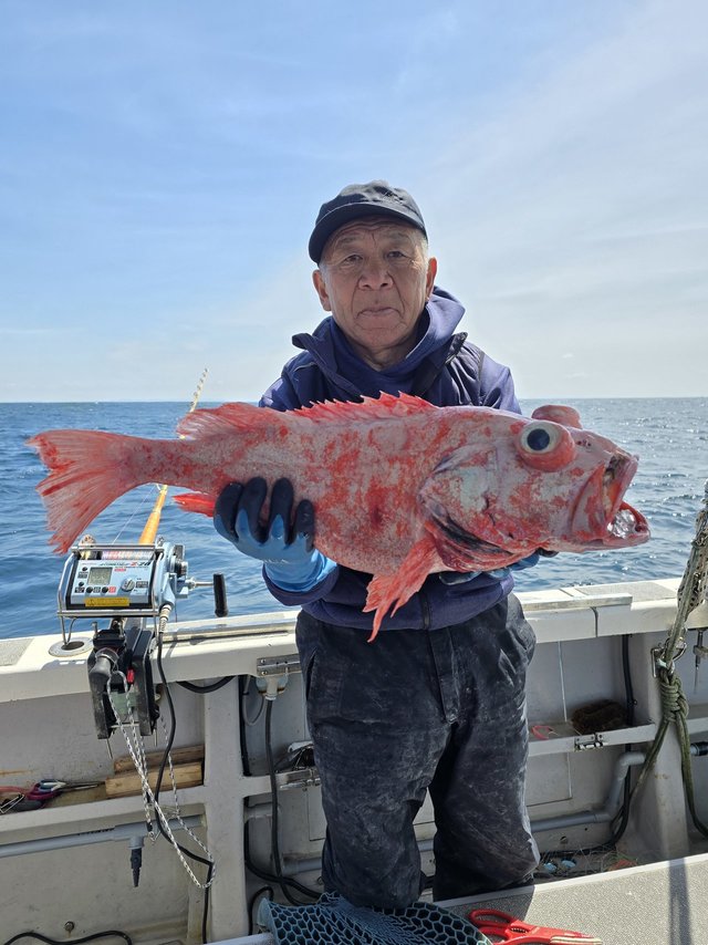 ベニアコウ(オオサガ)