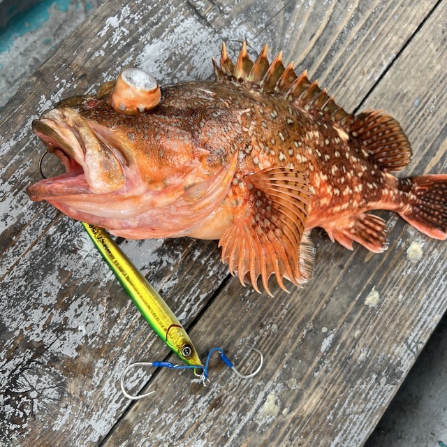 ウッカリカサゴ