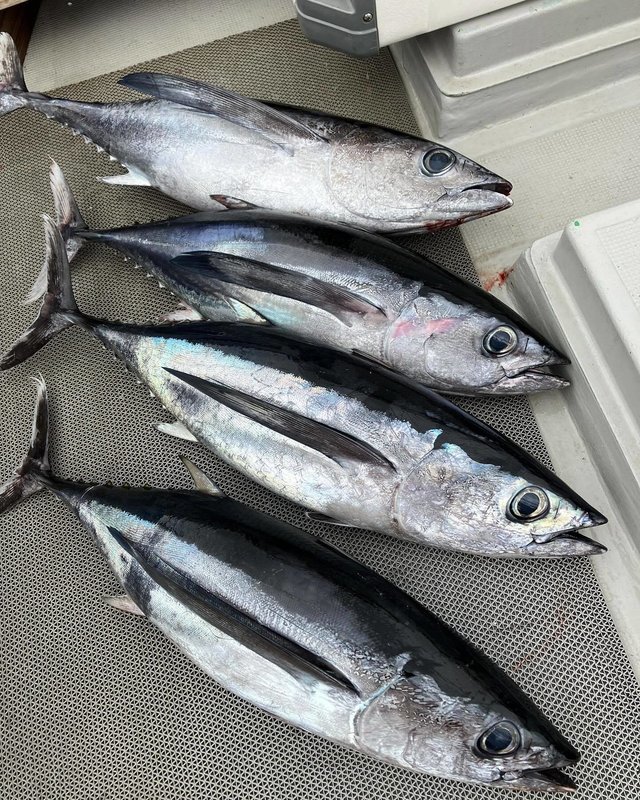 トンボ(ビンナガ)