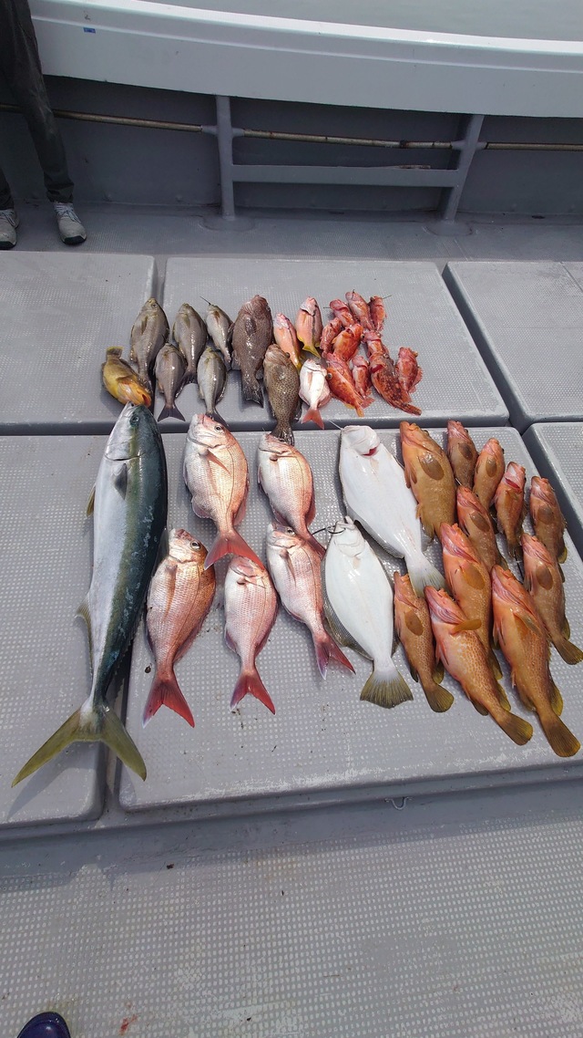 マダイ・ヤズ(ブリ)・イサキ