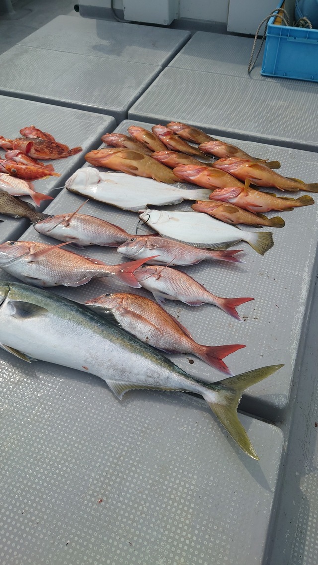 マダイ・ヤズ(ブリ)