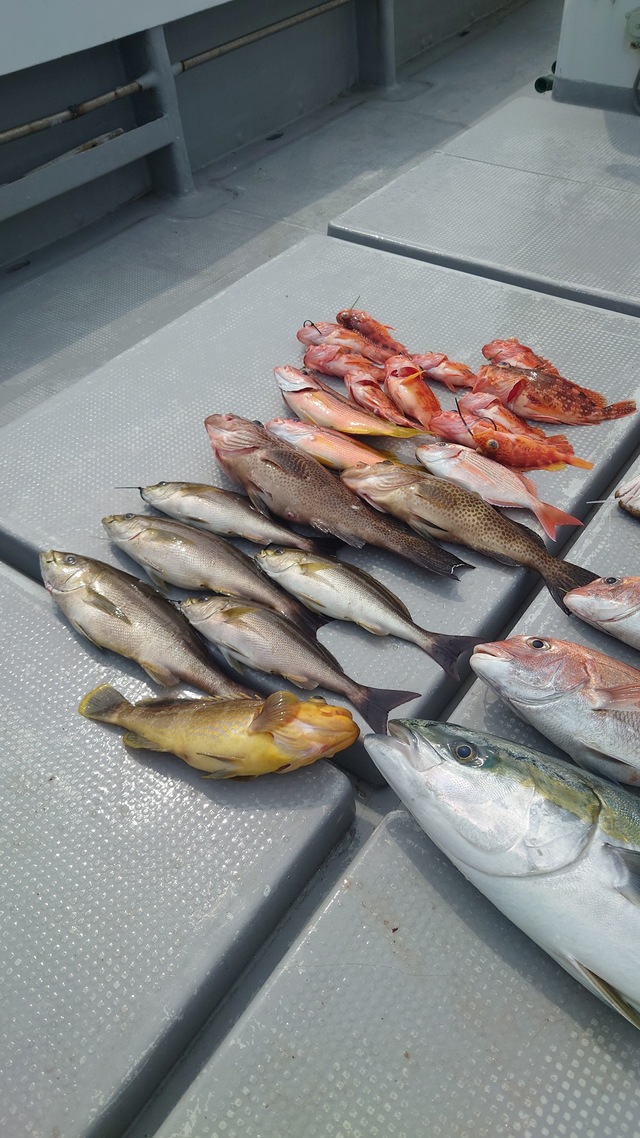 マダイ・ヤズ(ブリ)・イサキ