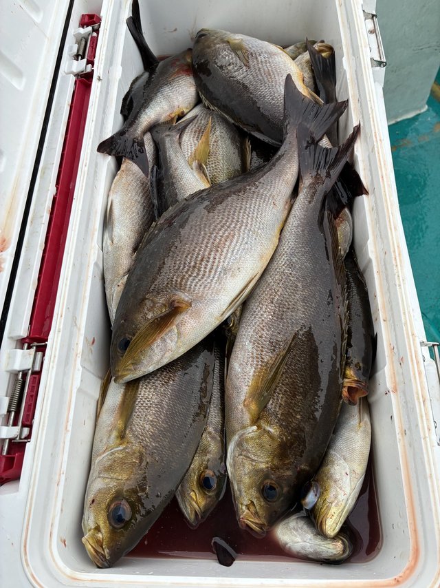 イサギ(イサキ)