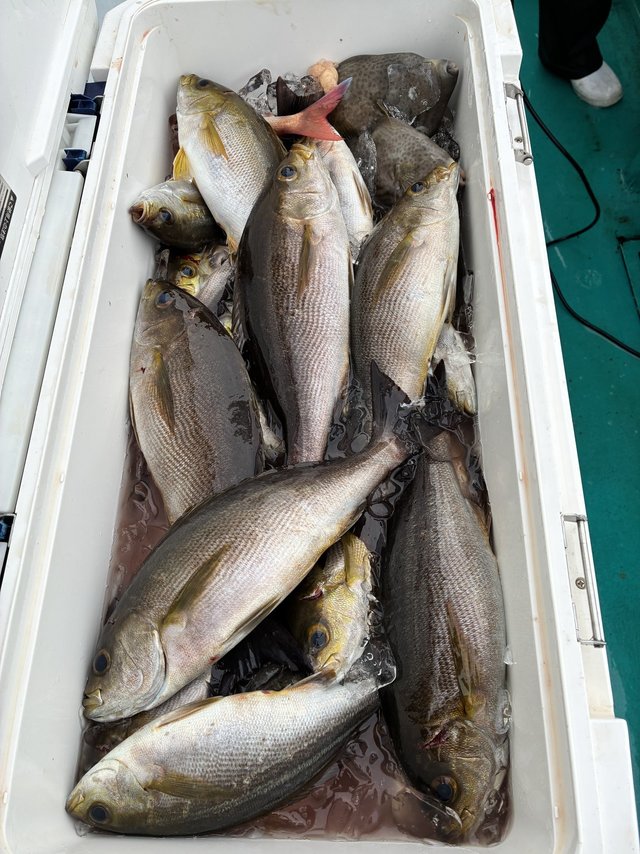 イサギ(イサキ)