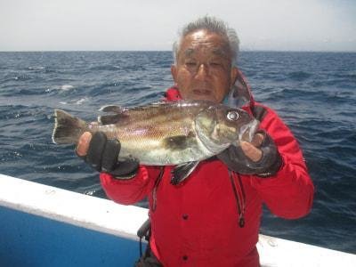 イシナギ(オオクチイシナギ)