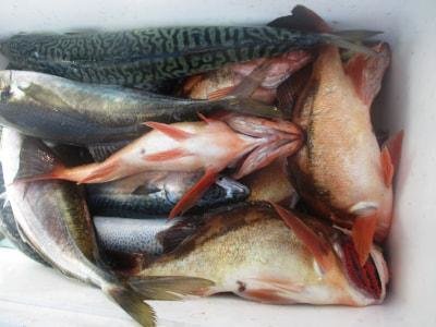 カサゴ・メバル・サバ(ゴマサバ)