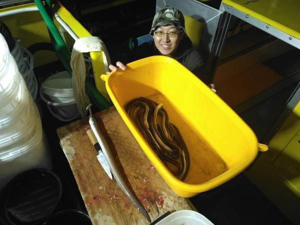 アナゴ(マアナゴ)