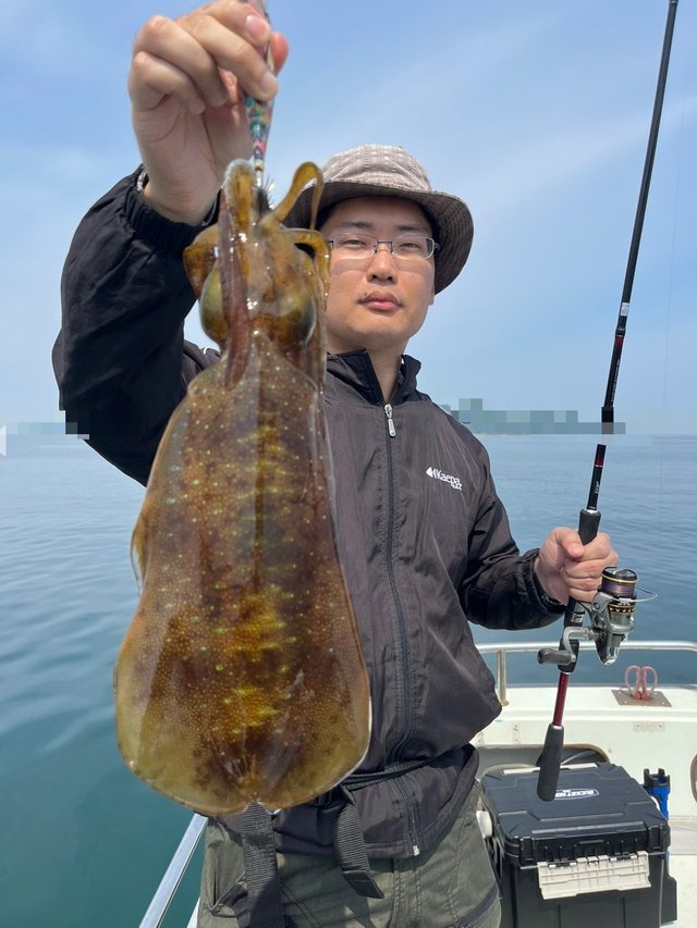 イカ(アオリイカ)