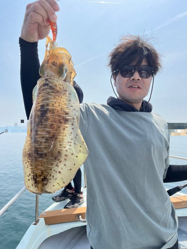 イカ(アオリイカ)