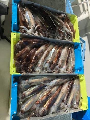 スルメイカ・マイカ(ケンサキイカ)