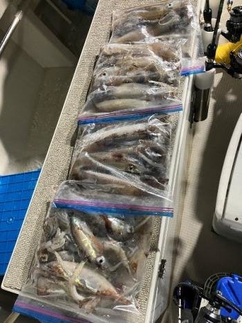 スルメイカ・マイカ(ケンサキイカ)