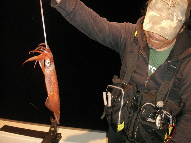 シロイカ(ケンサキイカ)