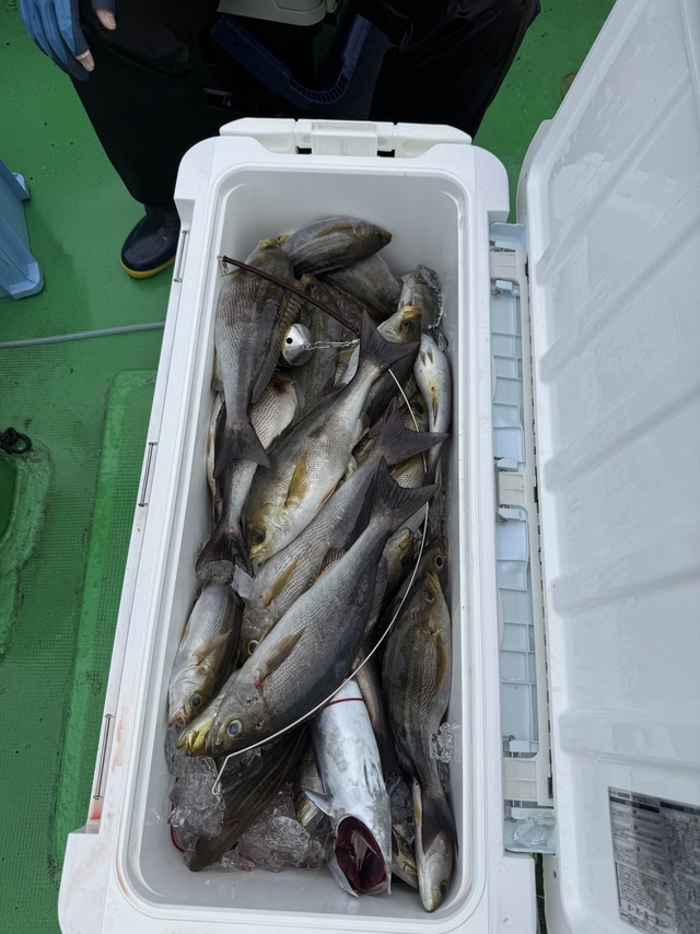 イサギ(イサキ)