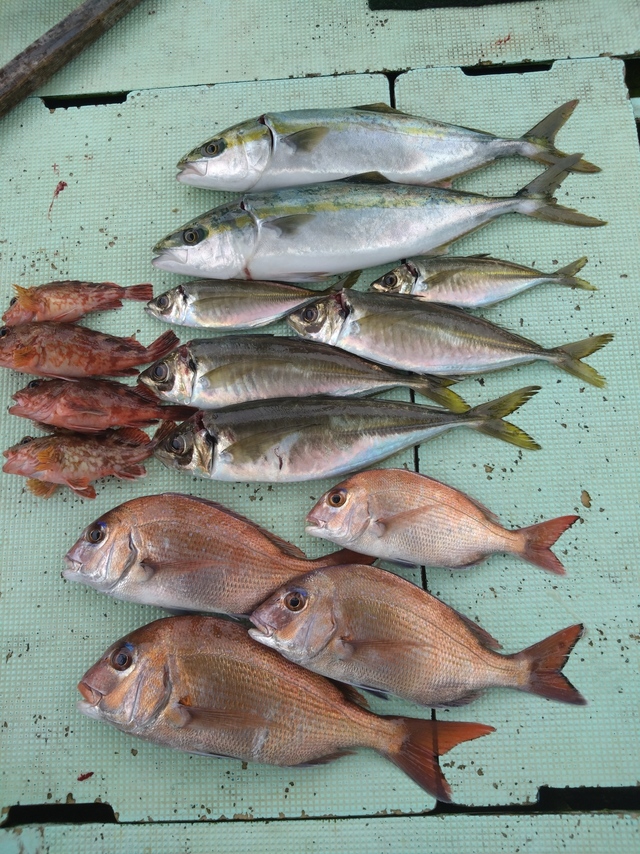 タイ(マダイ)・アジ(マアジ)・ハマチ(ブリ)