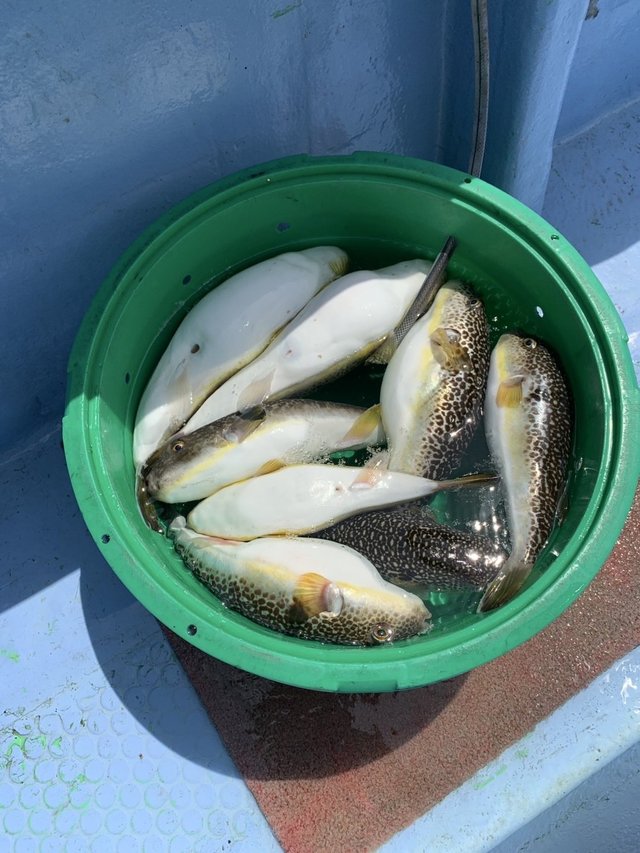 ショウサイフグ