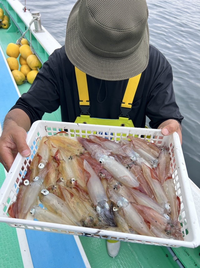 マルイカ(ケンサキイカ)