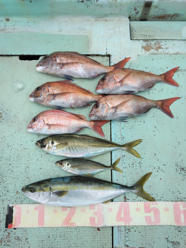 マダイ・マアジ・ツバス(ブリ)