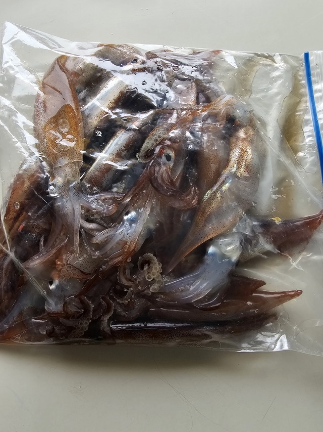 ムギイカ(スルメイカ)