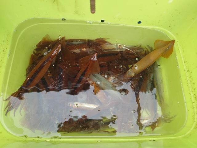 ムギイカ(スルメイカ)