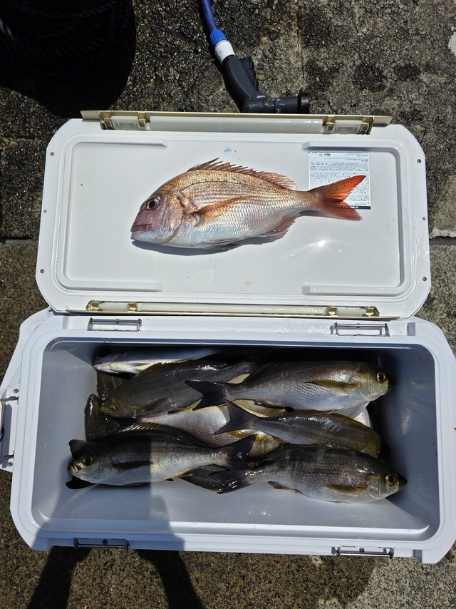 マダイ・イサキ