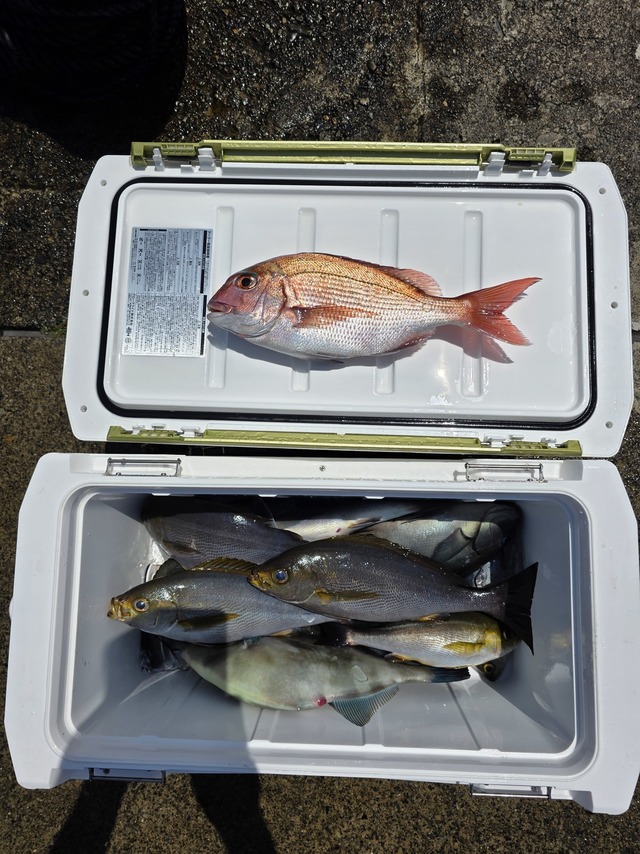 マダイ・イサキ