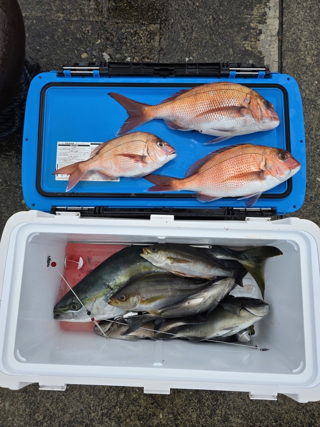 マダイ・イサキ