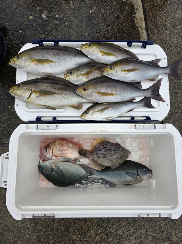 マダイ・イサキ