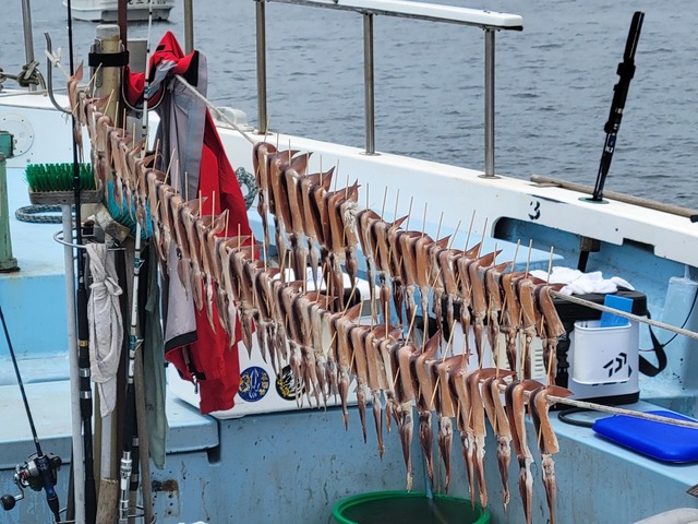 ムギイカ(スルメイカ)