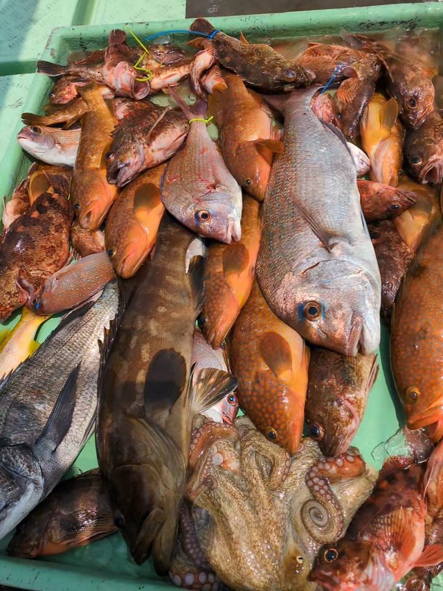 マダイ・チヌ(クロダイ)・クエ・アコウ(キジハタ)・アラカブ(カサゴ)・タコ(マダコ)