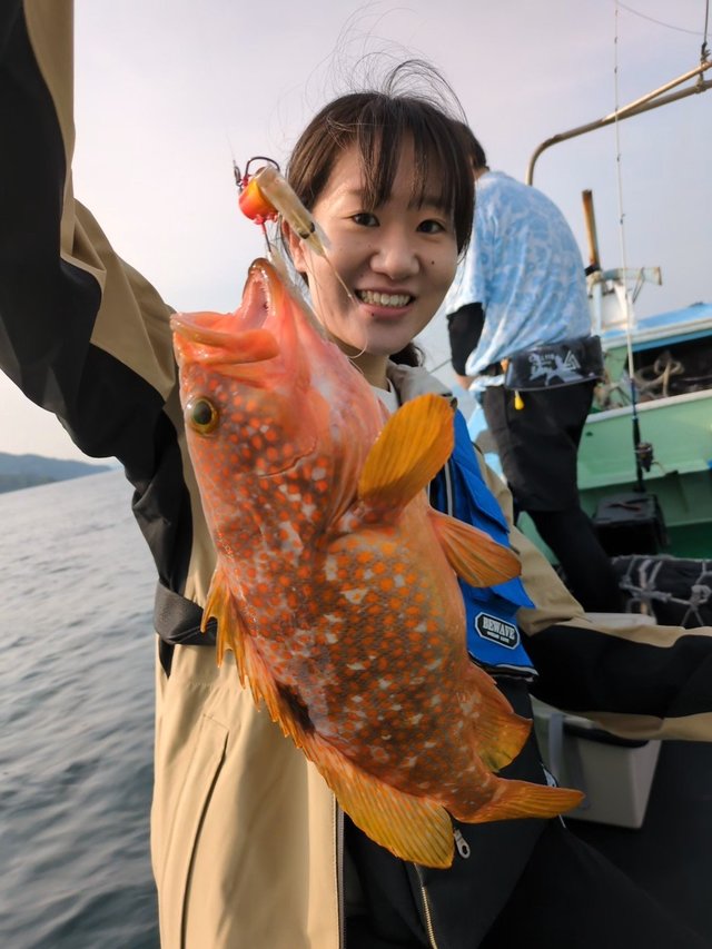 アコウ(キジハタ)