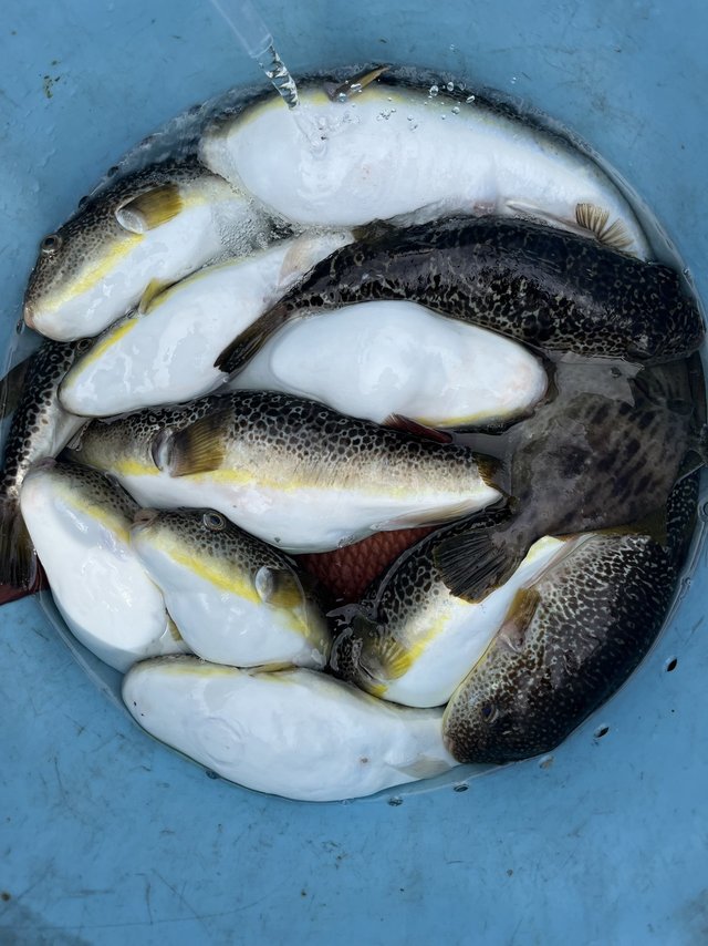 フグ(ショウサイフグ)