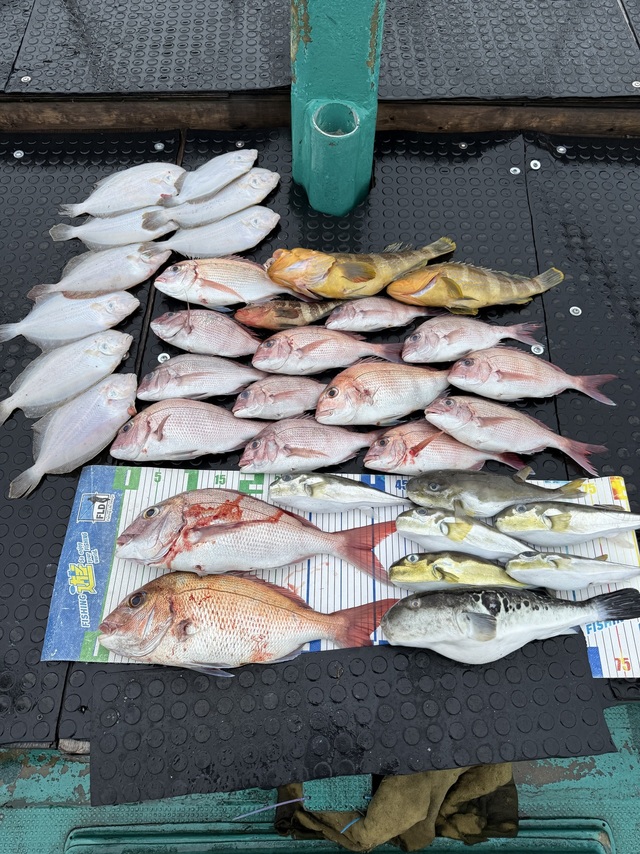 タイ(マダイ)・アオハタ・ガンゾウヒラメ(ガンゾウビラメ)・トラフグ・サバフグ(シロサバフグ)