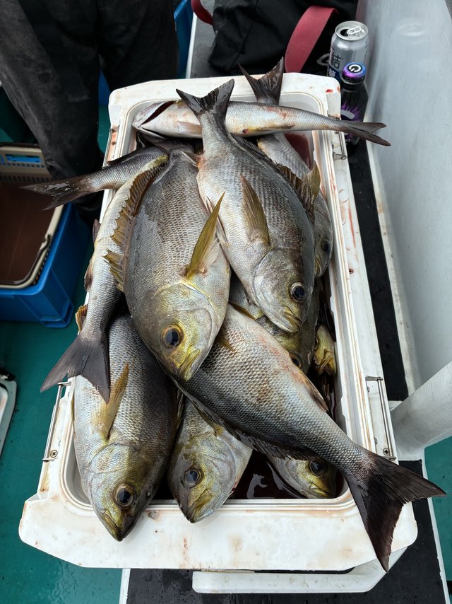 イサギ(イサキ)