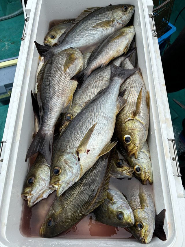 イサギ(イサキ)