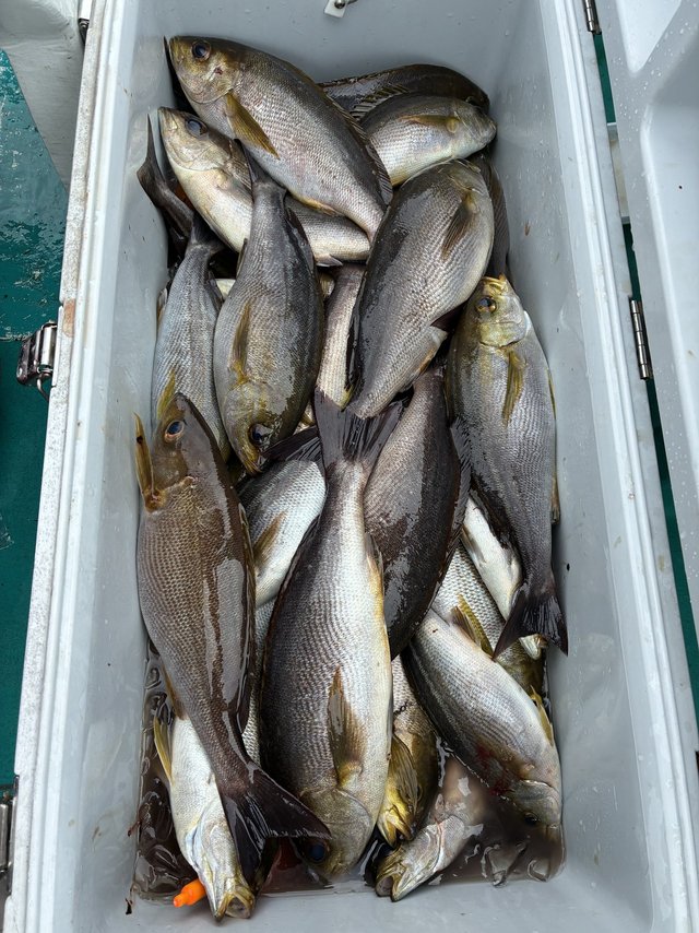 イサギ(イサキ)