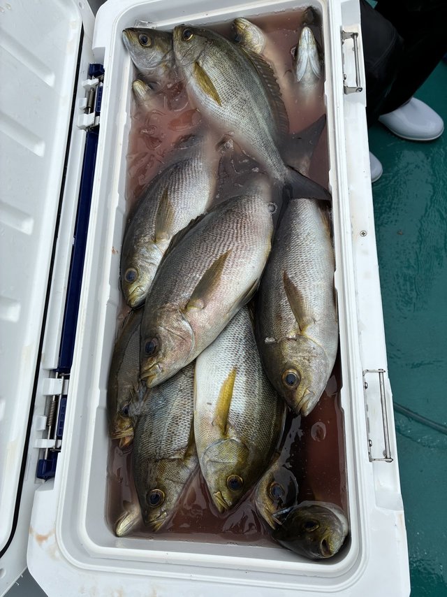 イサギ(イサキ)