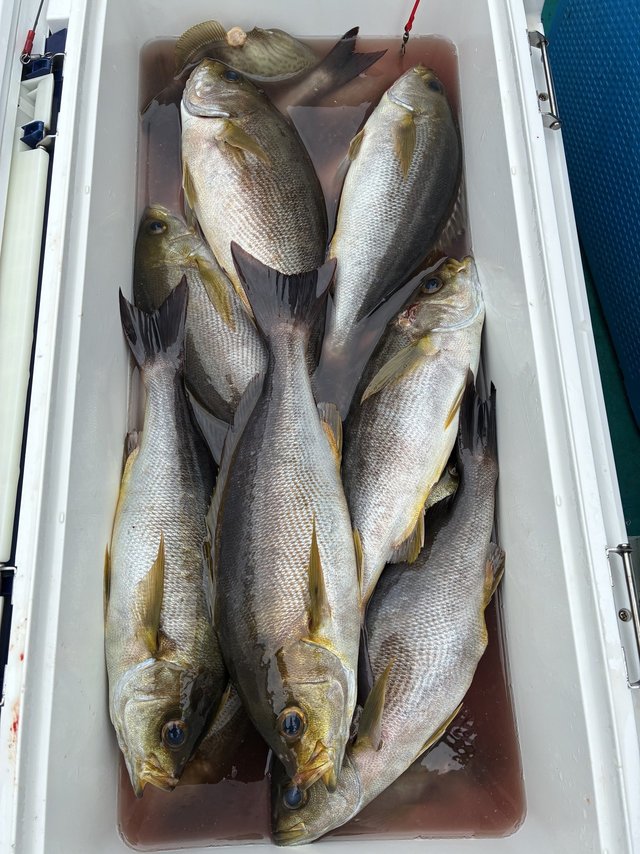 イサギ(イサキ)