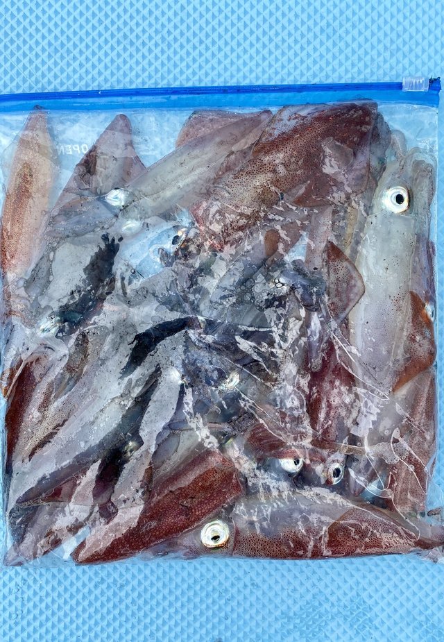 マルイカ(ケンサキイカ)