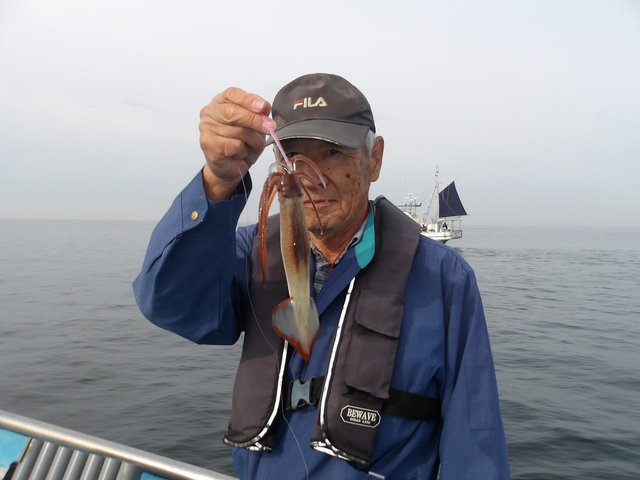 ムギイカ(スルメイカ)