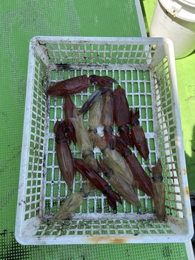 マルイカ(ケンサキイカ)