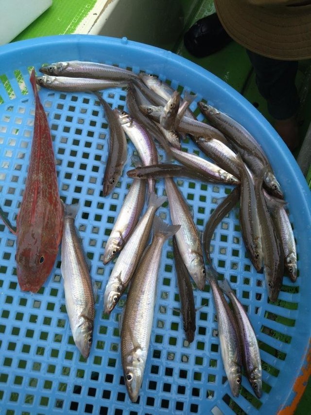 シロギス・メゴチ