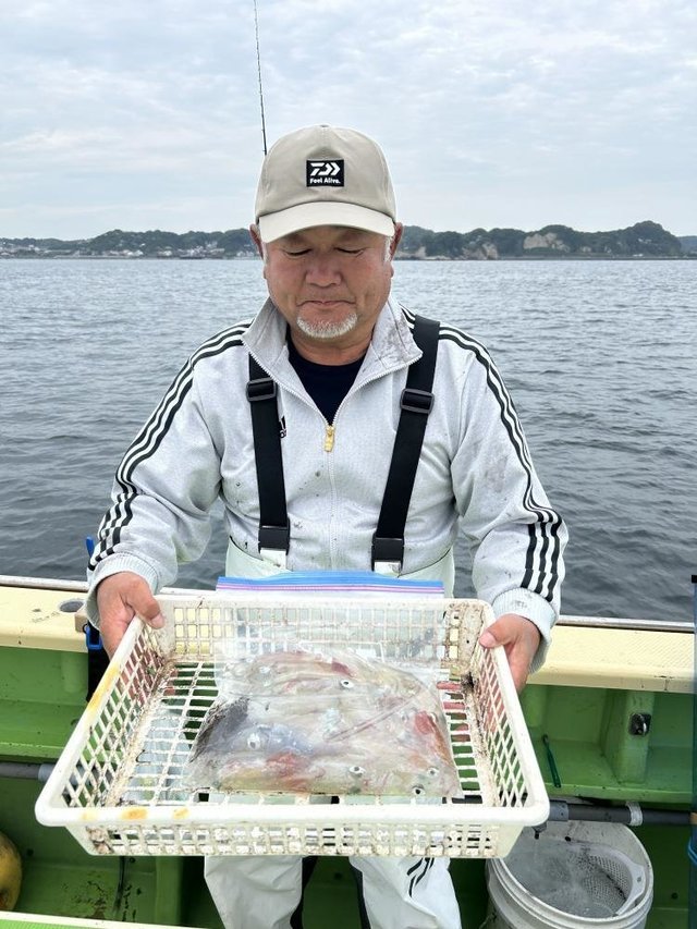 マルイカ(ケンサキイカ)