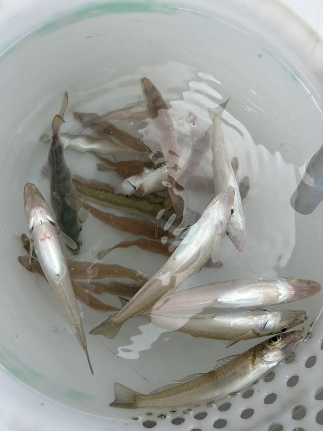 キス(シロギス)