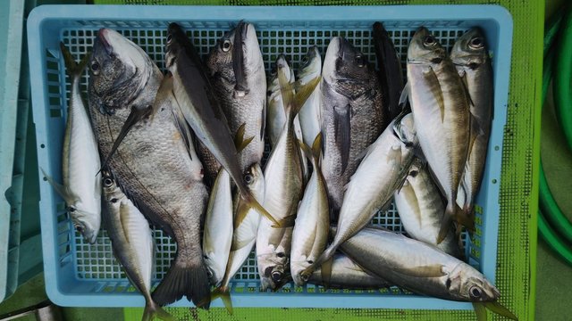 クロダイ・アジ(マアジ)