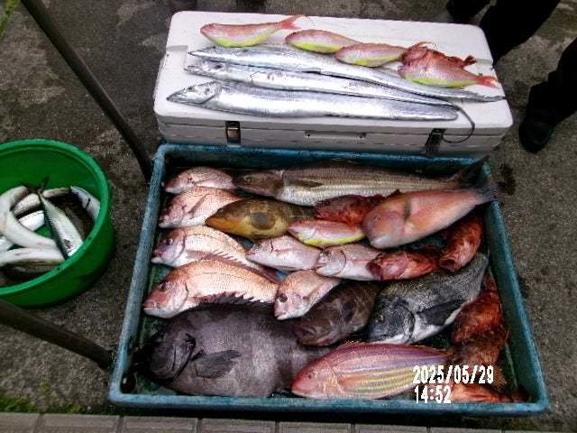 マダイ・クロダイ・イシダイ・マハタ・イトヨリ(イトヨリダイ)