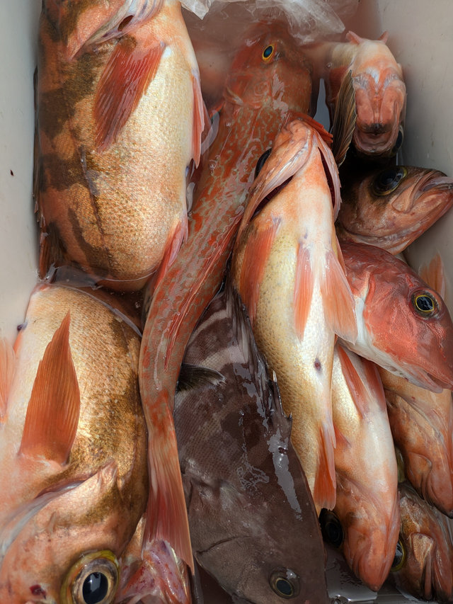 ウスメバル・ホウボウ・サバ(ゴマサバ)